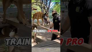 Pro Dogtraining 🔥k9 k9dog tactical DogTraining dogoftiktok k9dog dogtraining [upl. by Analah]