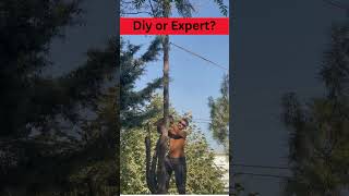 Tree Removal Expert Level or DIY Attempt You Decide [upl. by Okkin]