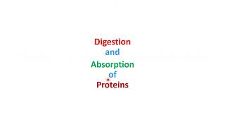 Protein Metabolism Digestion Transdeamination amp Urea Cycle BSN Lecture 9 DPT4 Lecture 4 [upl. by Ellenahc]