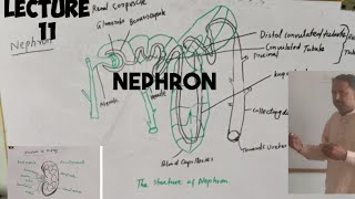 NephronFunctional unit of kidney anatomy  lecture 11class 10 thBiology [upl. by Vokay]