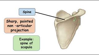 Spine Bone Marking [upl. by Omik]