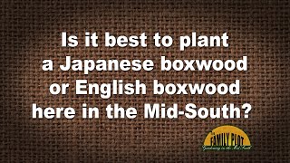 QampA – Is it best to plant Japanese boxwood or English boxwood in the MidSouth [upl. by Yrnehnhoj]