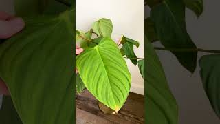 Want a Philodendron With Big Leaves Buy These Varieties [upl. by Torrence]