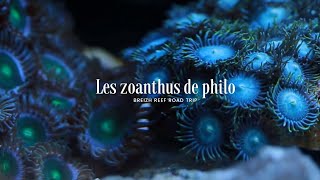 Les zoanthus de philo [upl. by Ithsav]