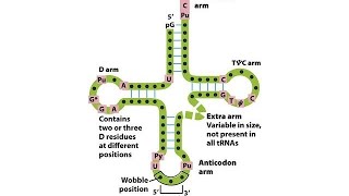 The Clover Leaf 🍀 Structure of tRNA in a minute  Biodotcom  CSIR SET [upl. by Harneen120]