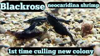 Black Neocaridina Shrimp  Blackrose Shrimp Tank [upl. by Nameloc881]