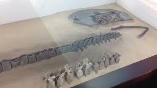 A partial plesiosaur skeleton at the Etches Collection [upl. by Lesig]