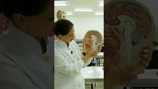 Biologia para Vestibulares Anatomia Sitema Digestório [upl. by Iver540]