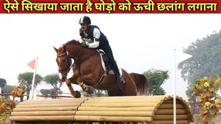 horses High Jumping Live Training  horses training Racing jumping riding horseriding [upl. by Ordnazil]