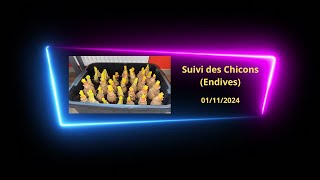 01 novembre 24 Suivi chicons et poivrons [upl. by Fifi]