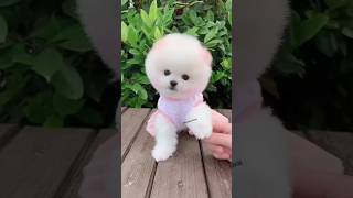 Dog price in India 2024  Fluffy dog price in India  Teacup dog price in India viral dog shorts [upl. by Alehtse]