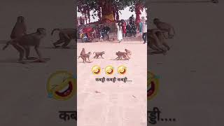 kabaddi kabaddi kabaddi new funny comedy monkey animals memes dubbing game ytshorts [upl. by Nerval]