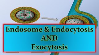 Endosome amp Endocytosis AND Exocytosisppt [upl. by Nylatsirk]