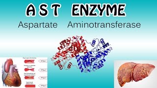 aspartate aminotransferase Enzyme  Clear Over View [upl. by Karlie]