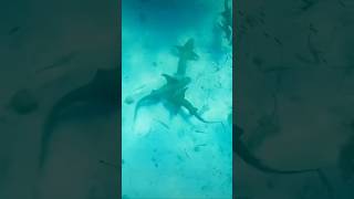 Snorkeling with nurse sharks up close 🦈🌊 An unforgettable island adventure ocean [upl. by Adlesirk]