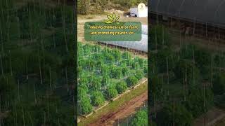 As a robust plant hemp grows well shorts news hempcbd [upl. by Keven121]