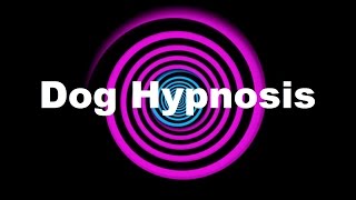 Dog Hypnosis Requested [upl. by Fabrienne914]