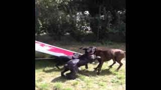 Boxer dog VS Cane Corso dog [upl. by Estrellita]