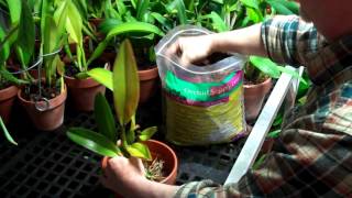 How to Repot an Orchid with Orchid Bark Potting Mix [upl. by Purdy]