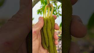 Cecropia Fruit Harvest asmr gummy [upl. by Mccord813]