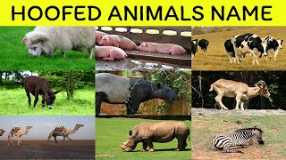 Hoofed Animals Name in English  Learn English vocabulary with Mind memorize [upl. by Lali279]