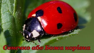 Жук Сонечко або Божа корівка Coccinellidae Latreille  комаха родом з дитинства [upl. by Stoops993]