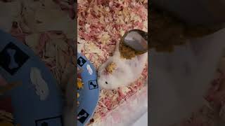 Watch These Hamsters Being AdorablyPlayful pets cute [upl. by Noy]