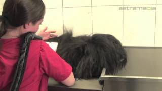 Hundesalon Dany St Gallen Hund Katze Pflege [upl. by Luedtke]