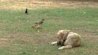 Redwattled Lapwings attacks a Labrador as it nears their eggs [upl. by Sawyere]