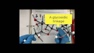 Dehydration synthesis reaction versus hydrolysis reaction [upl. by Anyalram]