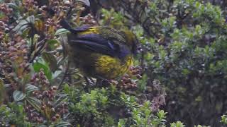 Masked Mountain Tanager above hot springs Papallacta Ecuador [upl. by Mccord877]