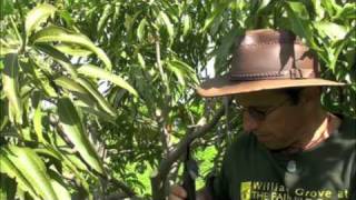 Pruning Vigorous Mango Trees [upl. by Eerac]