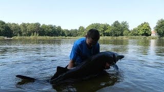 Pêche de lEsturgeon et de la Carpe  Technique amp Stratégie  Létang de la Lande  Carpemapassion [upl. by Adle]