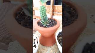 The beauty of Monadenium Ritchiei rare Cactus succulent from Kenya [upl. by Amelus]