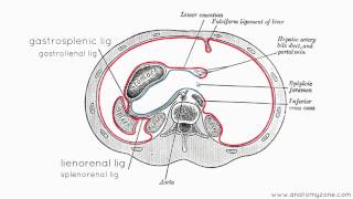 Peritoneal Cavity  Part 3  Anatomy Tutorial [upl. by Lathrop]