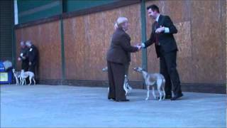 Manchester Dog Show Whippet Judging Part 2 of 4 [upl. by Cibis]