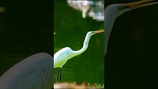 beautiful heron bird shortvideo shorts nature [upl. by Ostap]