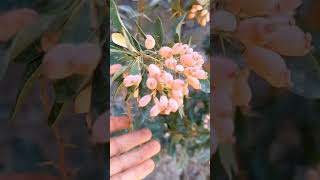 👌☘️barberry plant👍😍☘️fruit garden delicious farming [upl. by Bolan241]