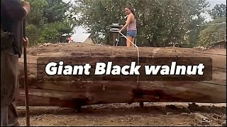 Loading a giant walnut into the trailer using a winch [upl. by Loutitia]