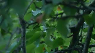 Goldencrowned Kinglet dodging the camera [upl. by Nyrret416]