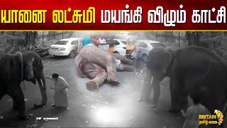 யானை லக்ஷ்மி மயங்கி விழும் CCTV காட்சி  CCTV footage of elephant Lakshmi fainting  Britian News [upl. by Forlini736]