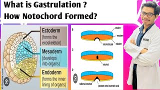 Notochord Formation  Remnants of Notochord  Gastrulation Process [upl. by Narhem]