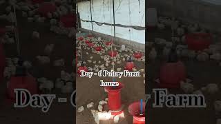 poultry farm business planpoultry farm loanpoultry farm [upl. by Ennayram]