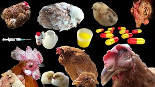 Poultry Diseases Symptoms Prevention and Treatment in Pakistan  DrArshad [upl. by Anestassia]