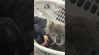 Koala forced to jump into water by ‘rowdy’ tourists at holiday resort town  yahooaustralia [upl. by Ttezil]