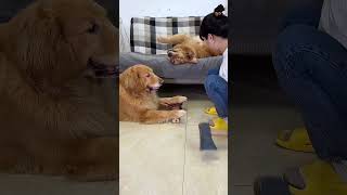 Funny Dogs cant help Mom🤣 dog goldenretriever shorts [upl. by Wampler]