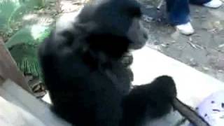 JOURNEY SIAMANG WALKINGmp4 [upl. by Ajroj]