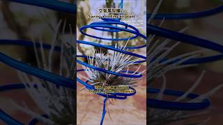 空氣鳳梨積水爛心 河豚 x AP小精靈 Tillandsia ehlersiana x ionantha AP air plants in Taiwan [upl. by Anuqahs]