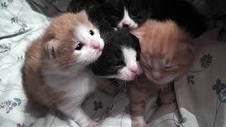 Adorable 2 Week Old Kittens Mewing For Mummy [upl. by Lezlie]