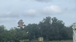 Red tailed hawk slow motion [upl. by Eiznil]